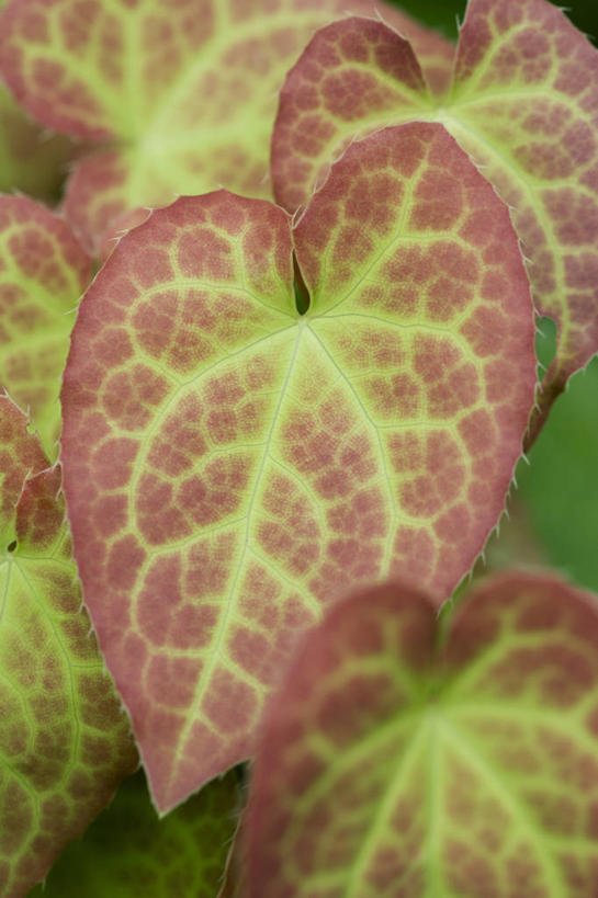 无人,竖图,室外,特写,白天,美景,植物,叶子,景观,图像,自然,概念,生物,景色,摄影,焦点,自然风光,主题,构图,淫羊藿,彩图,时空