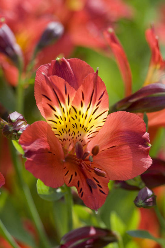 无人,竖图,室外,特写,白天,美景,六出花,景观,图像,花瓣,红色,自然,概念,景色,摄影,焦点,自然风光,主题,构图,式样,彩图,时空