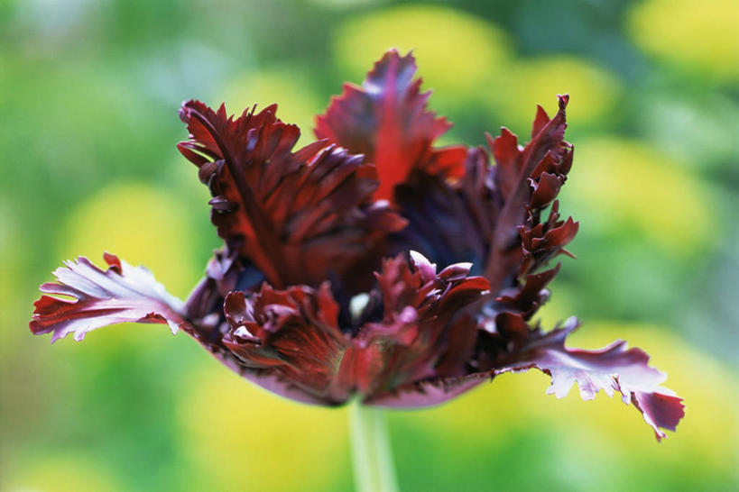 无人,横图,室外,特写,白天,美景,郁金香,盛开,景观,图像,花蕾,花,花瓣,花朵,鲜花,一朵,一个,红色,黑色,自然,春天,花苞,花蕊,概念,景色,季节,摄影,单个,焦点,鹦鹉郁金香,自然风光,主题,构图,彩图,时空,百合科