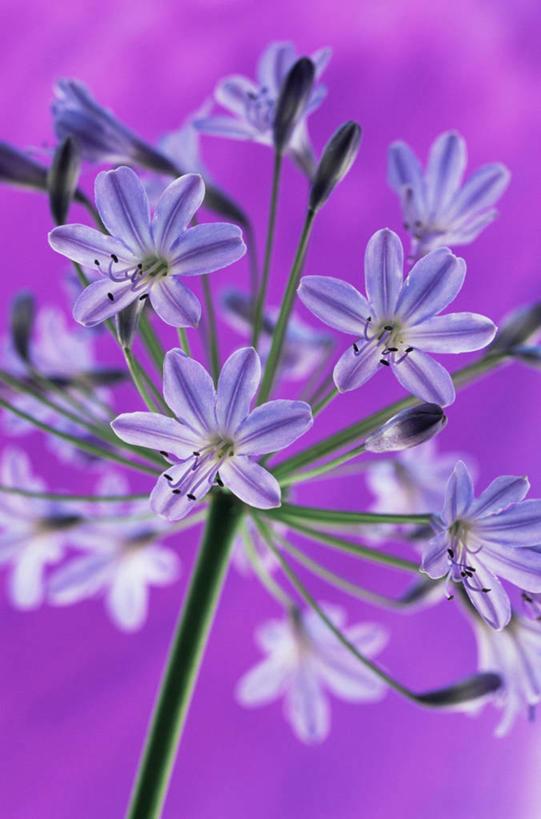 无人,竖图,室外,特写,白天,美景,植物,粉色背景,景观,紫色,自然,景色,摄影,非洲百合,自然风光,彩图