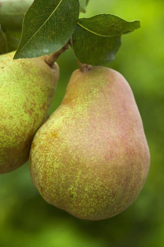 无人,竖图,特写,白天,美景,植物,梨,水果,景观,饮食,自然,景色,摄影,清新,自然风光,健康食物,彩图