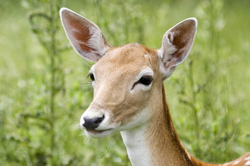 无人,横图,室外,特写,白天,美景,哺乳动物,鹿,野生动物,景观,一个,自然,动物,景色,可爱,摄影,活泼,单个,自然风光,彩图