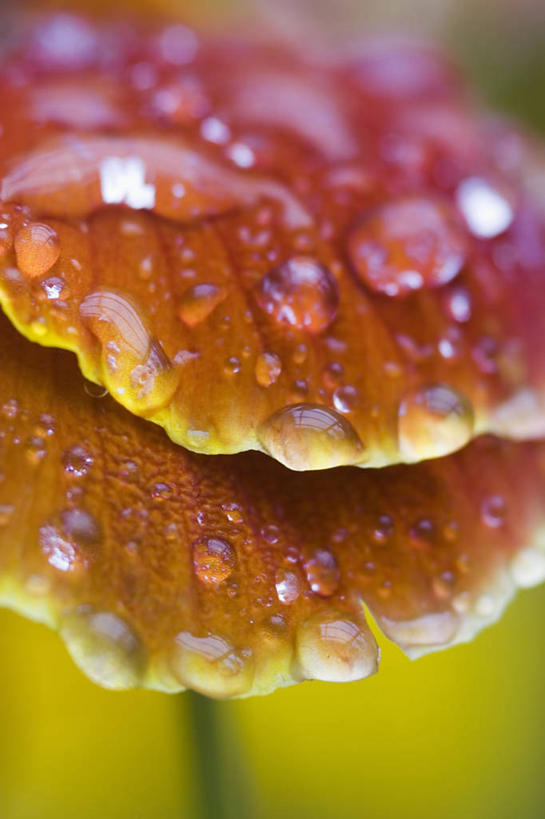 无人,竖图,室外,特写,白天,留白,美景,水,植物,紫罗兰,湿,景观,花瓣,自然,橙色,景色,摄影,自然风光,三色紫罗兰,彩图