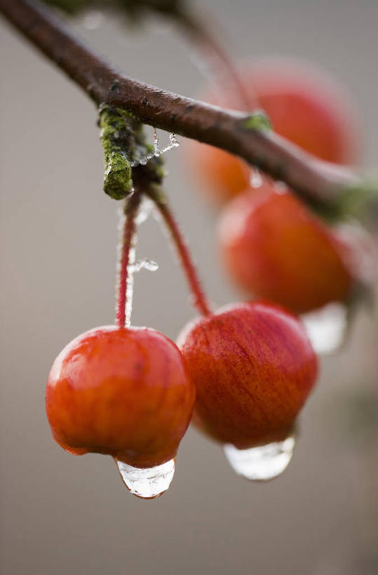 无人,竖图,室外,特写,白天,美景,水,植物,水果,湿,景观,海棠,果树,饮食,树,树木,绿色,自然,橙色,景色,摄影,生长,成长,自然风光,苹果树,彩图