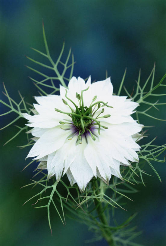 无人,竖图,室外,特写,白天,美景,植物,盛开,景观,调味,香料,佐料,花蕾,花,花瓣,花朵,鲜花,一朵,一个,白色,自然,夏天,花苞,花蕊,景色,摄影,单个,葛缕子,配料,自然风光,作料,彩图