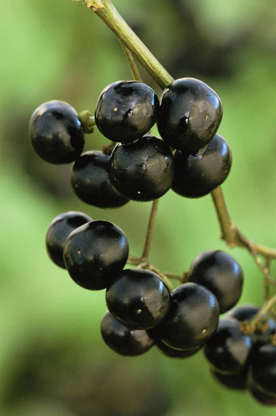 无人,竖图,室外,特写,白天,美景,植物,景观,饮食,黑色,自然,景色,摄影,清新,自然风光,健康食物,越橘,秋天,彩图