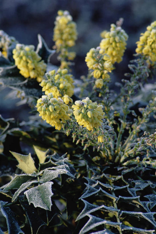 无人,竖图,室外,特写,白天,美景,植物,景观,冬天,霜,花,黄色,自然,景色,摄影,自然风光,柔焦,彩图