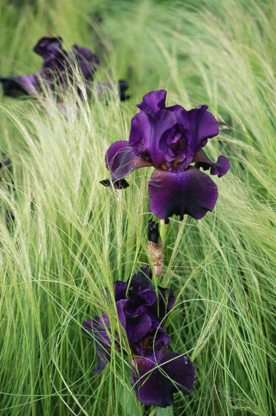 无人,竖图,室外,特写,白天,美景,植物,景观,紫色,自然,景色,摄影,鸢尾,自然风光,肌理,羽毛草,彩图