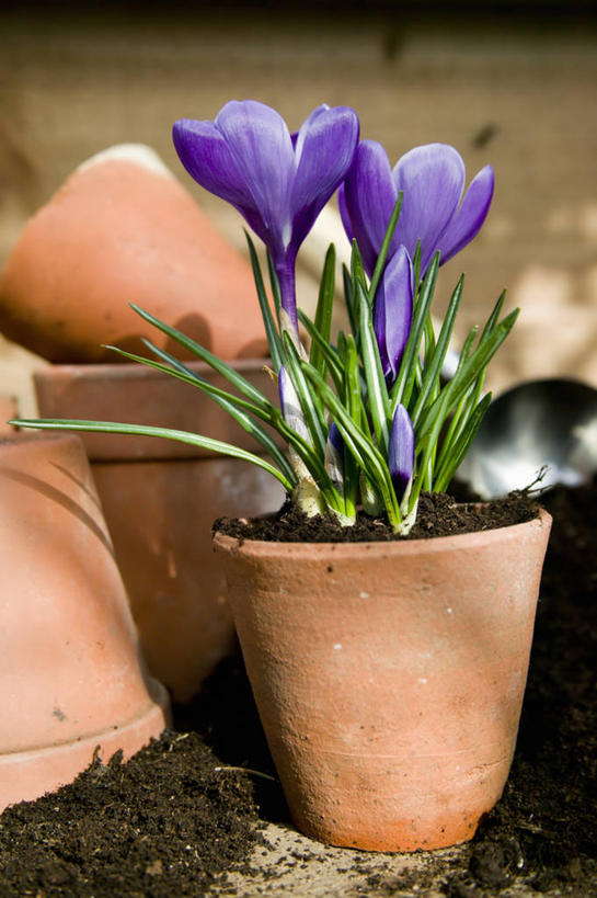 无人,竖图,室外,白天,快乐,美景,花盆,景观,冬天,藏红花,紫色,自然,春天,景色,摄影,保护,番红花,自然风光,西红花,彩图