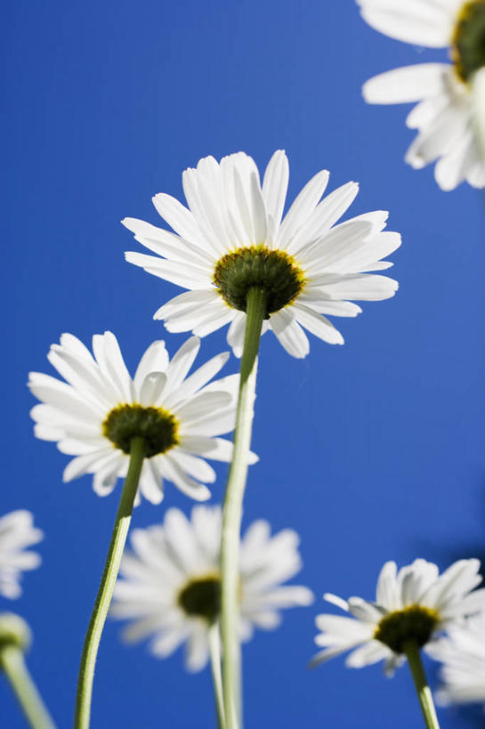 无人,竖图,室外,特写,白天,美景,景观,野花,雏菊,白色,自然,景色,摄影,生长,脆弱,清新,自然风光,大滨菊,彩图