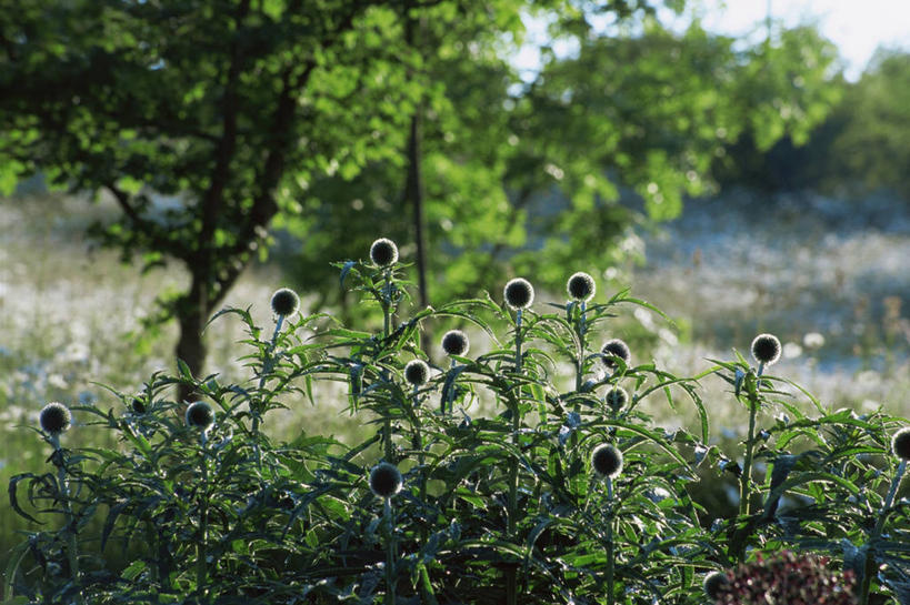 无人,横图,室外,白天,美景,花坛,景观,花,自然,球体,景色,摄影,自然风光,逆光,蓝刺头,彩图,肉质植物