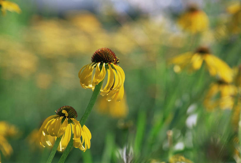 无人,横图,室外,特写,白天,美景,景观,黄色,自然,景色,摄影,金花菊,自然风光,彩图