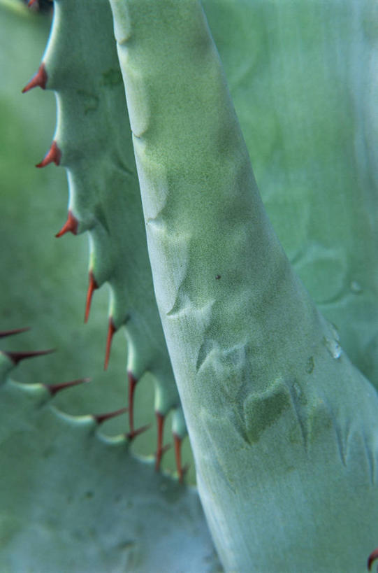 无人,竖图,室外,特写,白天,美景,植物,龙舌兰,叶子,脚印,景观,自然,景色,摄影,生长,希望,荆棘,自然风光,番麻,全画面,全框架,全帧,付出,肉质植物,全画幅,龙舌掌