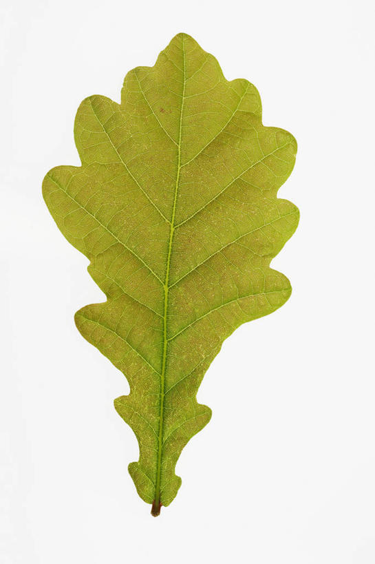 无人,竖图,特写,白色背景,美景,植物,叶子,景观,一个,绿色,自然,春天,景色,摄影,生长,单个,清新,自然风光,橡树,橡树叶,开端,影棚拍摄