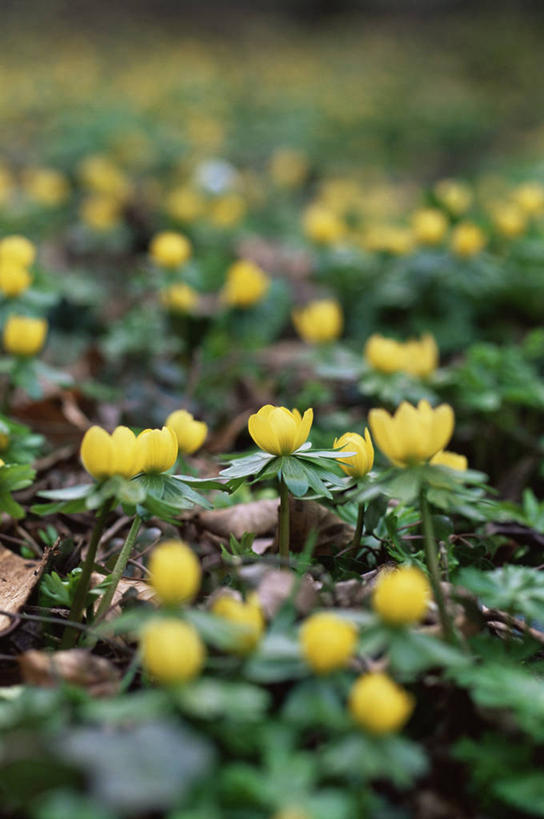 无人,竖图,室外,特写,白天,美景,植物,景观,花,黄色,自然,景色,摄影,自然风光,冬乌头,彩图