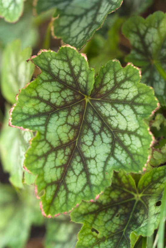 无人,竖图,室外,特写,白天,美景,植物,叶子,景观,标记,自然,景色,摄影,生长,清新,自然风光,式样,全画面,全框架,全帧,全画幅