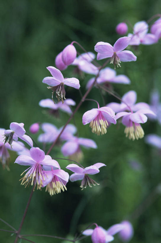 无人,竖图,室外,特写,白天,美景,植物,景观,花,花瓣,紫色,自然,景色,摄影,脆弱,自然风光,唐松草
