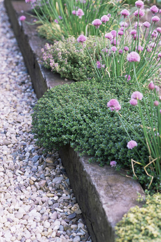 无人,竖图,室外,特写,白天,美景,植物,景观,园艺,饮食,花,自然,景色,摄影,百里香,细香葱,草本,清新,自然风光