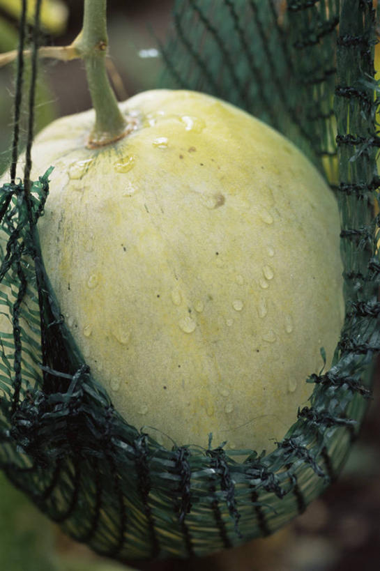无人,竖图,室外,特写,白天,美景,植物,水果,网,景观,园艺,瓜,饮食,自然,景色,摄影,生长,清新,自然风光