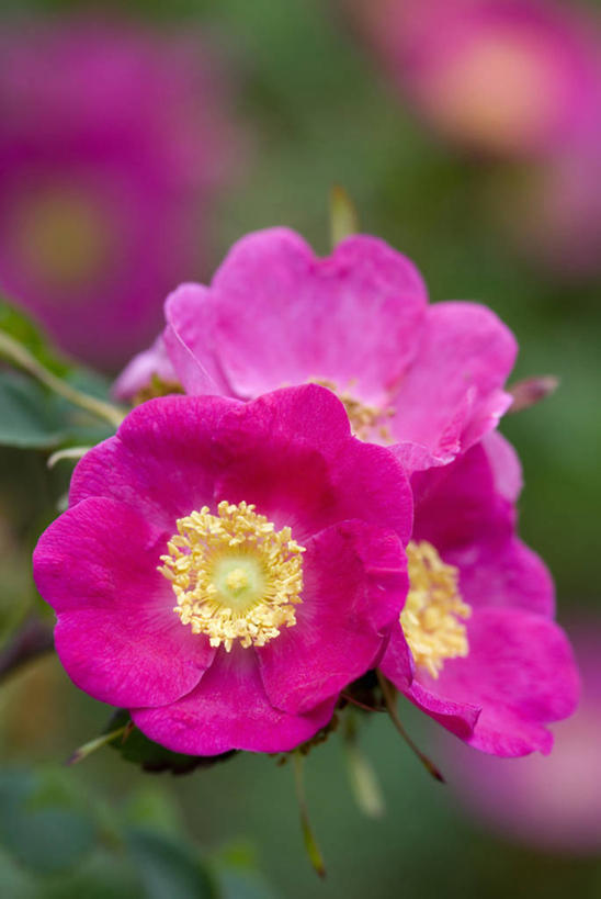 无人,竖图,彩色,室外,特写,白天,美景,植物,玫瑰,景观,花,自然,景色,摄影,五颜六色,色彩斑斓,清新,自然风光,五彩缤纷,五彩斑斓,野玫瑰,五光十色