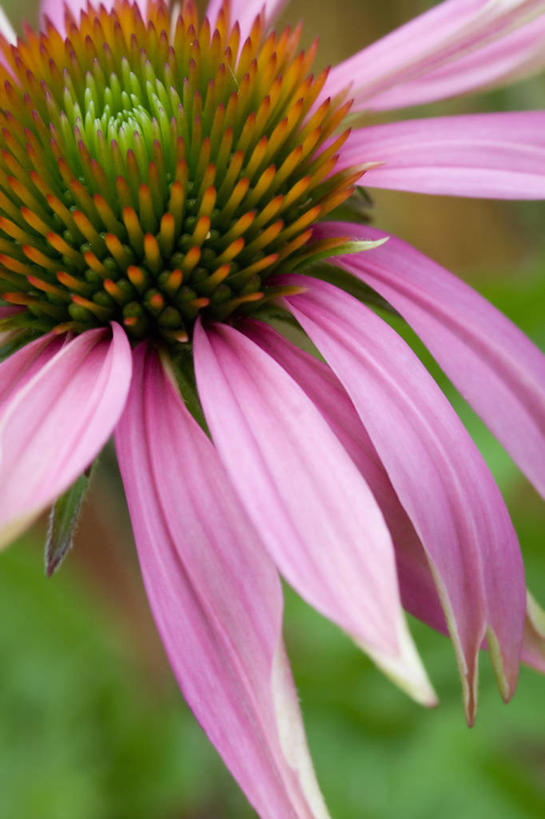 无人,竖图,室外,特写,白天,美景,植物,景观,花,花瓣,粉色,自然,景色,摄影,金花菊,清新,自然风光