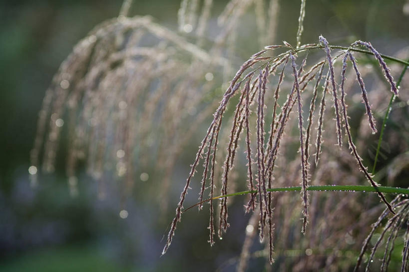 无人,横图,室外,特写,白天,美景,植物,景观,自然,景色,摄影,清新,自然风光,逆光,观赏草,秋天