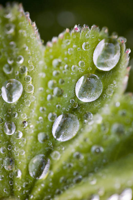 无人,竖图,室外,特写,白天,水,雨,植物,叶子,湿,绿色,摄影,生长,清新,开端,全画面,全框架,全帧,斗蓬草,全画幅