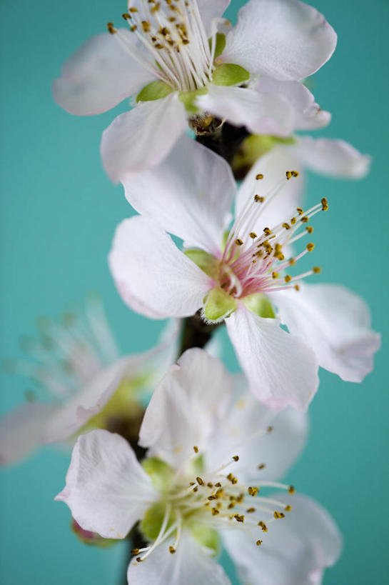 无人,竖图,室内,特写,白天,美景,植物,樱花,静物,景观,果树,樱桃树,花,花瓣,花朵,树,树木,绿色,白色,自然,春天,景色,摄影,生长,成长,清新,自然风光,杏树,影棚拍摄