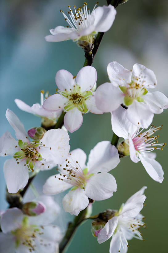 无人,竖图,室内,特写,白天,美景,植物,樱花,静物,景观,果树,樱桃树,花,花瓣,花朵,树,树木,粉色,绿色,自然,春天,景色,摄影,生长,成长,脆弱,清新,自然风光,杏树,影棚拍摄