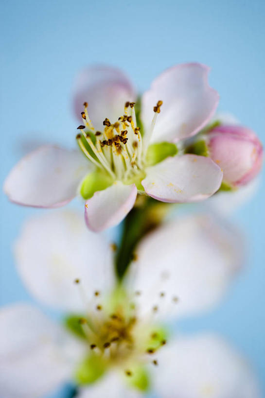 无人,竖图,室内,特写,白天,美景,植物,樱花,静物,蓝色背景,景观,果树,樱桃树,花,花瓣,花朵,树,树木,粉色,蓝色,绿色,自然,春天,景色,摄影,生长,成长,脆弱,清新,自然风光,杏树,影棚拍摄