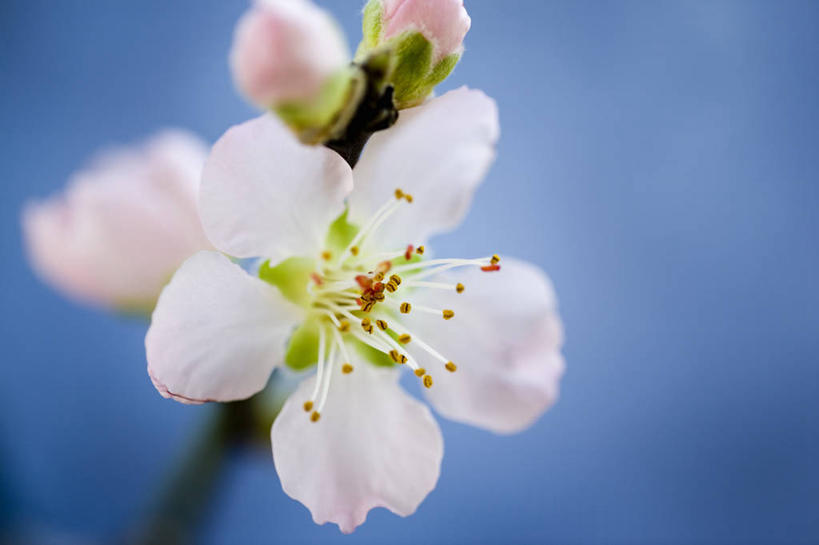 无人,横图,室内,特写,白天,植物,樱花,静物,蓝色背景,果树,樱桃树,花,花瓣,花朵,树,树木,粉色,蓝色,绿色,自然,春天,摄影,生长,成长,脆弱,雄蕊,清新,杏树,影棚拍摄