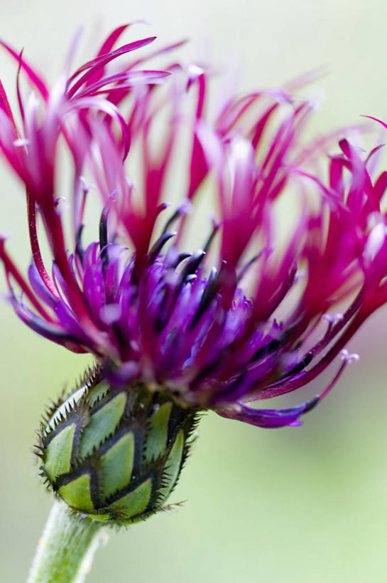 无人,竖图,室外,特写,白天,美景,植物,景观,花,花瓣,粉色,自然,景色,摄影,清新,自然风光,矢车菊