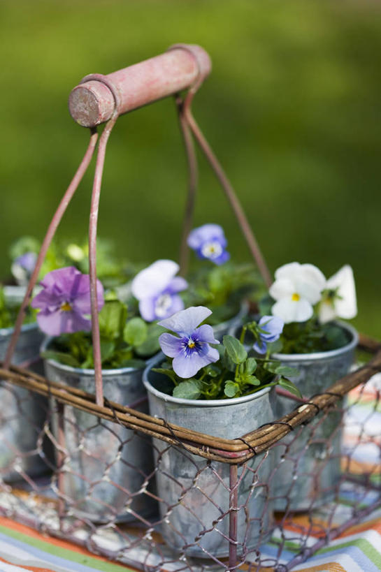 无人,竖图,室外,特写,白天,美景,植物,景观,园艺,花,自然,景色,摄影,生长,清新,自然风光,三色紫罗兰