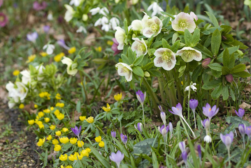 室外,白天,快乐,友谊,美景,植物,种植,花坛,景观,冬天,毛茛,草药,药草,藏红花,中药,花,自然,景色,摄影,多样,保护,环境,番红花,组织,自然风光,药材,中草药,苍白,西红花,中药材,本草,老虎脚爪草,鱼疔草,菟葵,冬乌头,月,多年生植物