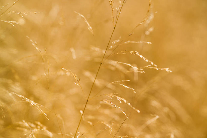 无人,横图,室外,白天,留白,美景,植物,草丛,景观,草,花,黄色,自然,夏天,景色,摄影,环境,自然风光,柔焦,观赏草,彩图,全画面,全框架,全帧,全画幅