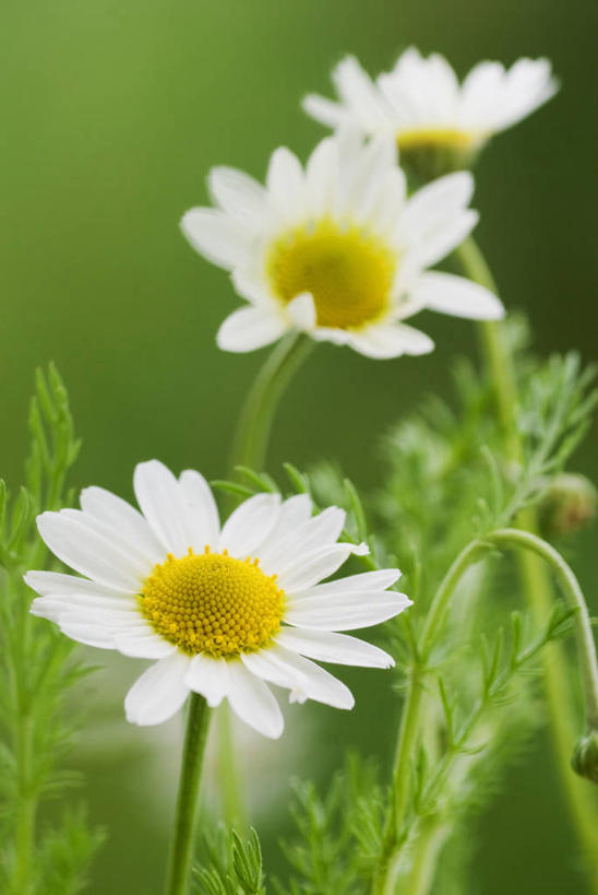 无人,竖图,室外,特写,白天,留白,美景,药,景观,草药,花,花瓣,黄色,白色,自然,医疗用品,夏天,景色,摄影,环境,草本,清新,自然风光,柔焦,甘菊花,彩图,全画面,全框架,全帧,全画幅