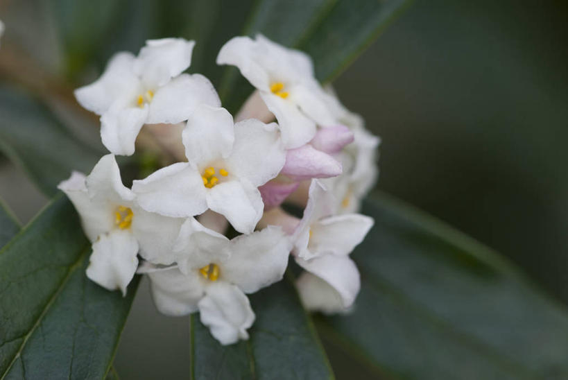 无人,横图,室外,特写,白天,留白,美景,植物,景观,冬天,花,花瓣,白色,自然,景色,摄影,灌木,环境,自然风光,苍白,常绿树,彩图,全画面,全框架,全帧,全画幅,月