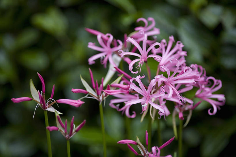 无人,横图,室外,白天,美景,植物,景观,花,花瓣,粉色,自然,景色,摄影,生长,环境,自然风光,肖像,柔焦,秋天,彩图,全画面,全框架,全帧,全画幅,月