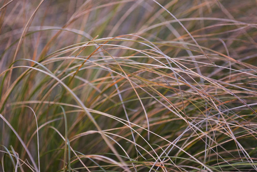 无人,横图,室外,白天,美景,植物,叶子,景观,草,粉色,自然,奶油,景色,摄影,环境,自然风光,柔焦,莎草,彩图,全画面,全框架,全帧,全画幅,多年生植物