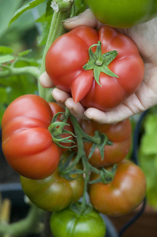 成年人,手,一个人,竖图,室外,特写,白天,采摘,美景,蔬菜,西红柿,仅一个女性,一把,朦胧,模糊,景观,田地,园艺,生食,牛肉,沙拉,食品,饮品,拿着,饮食,食物,饮料,红色,自然,藤蔓,景色,人体,摄影,生活方式,收获,环境,可口,清新,自然风光,红肉,藤蔓植物,适口,女人,女性,彩图,全画面,全框架,全帧,全画幅