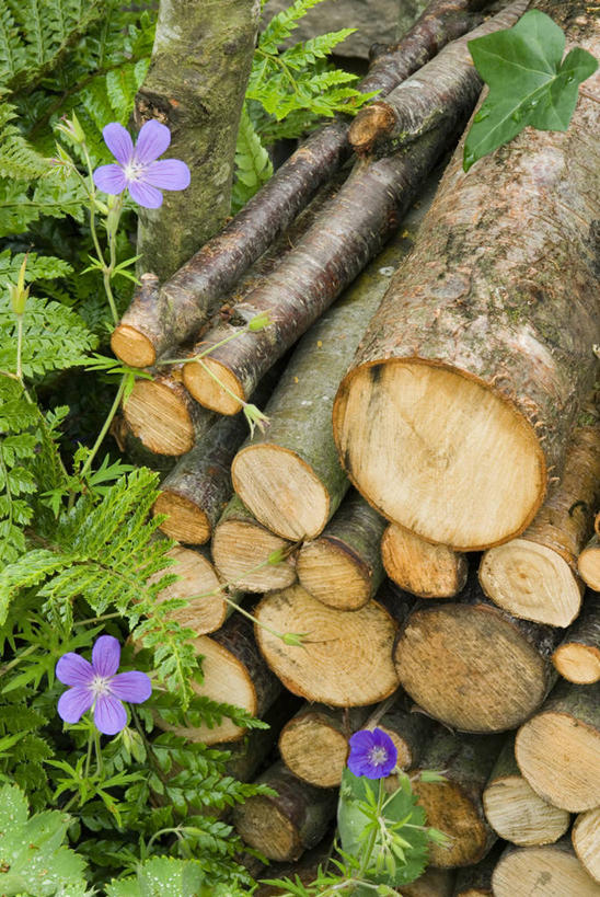 无人,竖图,室外,特写,白天,美景,树林,野生动物,堆叠,木制,昆虫,材料,木材,景观,枝,切块,树,树干,排列,自然,动物,景色,摄影,堆,环境,圆木,自然风光,横截面,节肢动物,冬眠,彩图,全画面,全框架,全帧,全画幅,共生关系