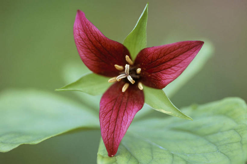 无人,横图,彩色,室外,特写,白天,留白,美景,植物,百合花,景观,花,花瓣,红色,自然,春天,景色,摄影,生长,五颜六色,环境,色彩斑斓,清新,自然风光,柔焦,五彩缤纷,延龄草,五彩斑斓,五光十色,彩图