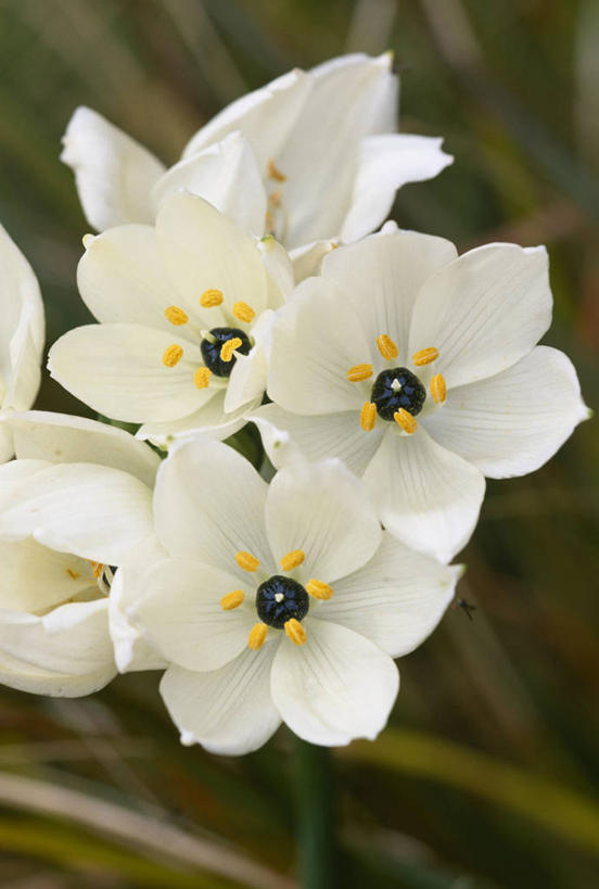 无人,竖图,室外,特写,白天,留白,美景,植物,景观,花,花瓣,白色,自然,春天,景色,摄影,环境,雄蕊,清新,自然风光,柔焦,七瓣莲,彩图