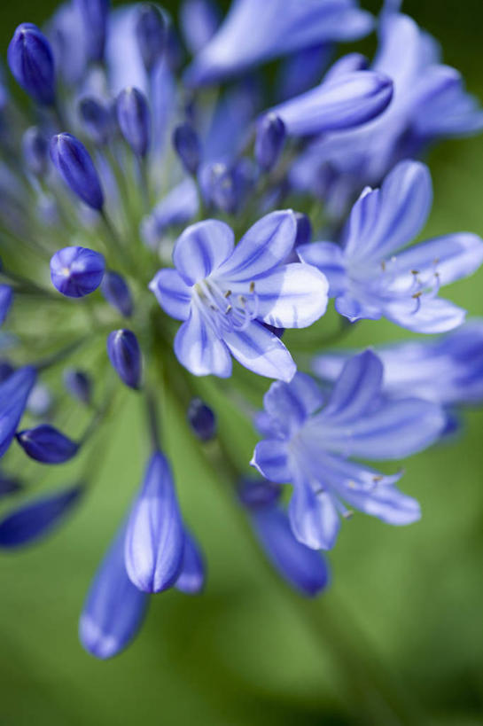无人,竖图,室外,特写,白天,留白,微距,美景,植物,百合花,景观,花,花瓣,蓝色,自然,夏天,景色,摄影,生长,环境,非洲百合,脆弱,清新,自然风光,柔焦,彩图