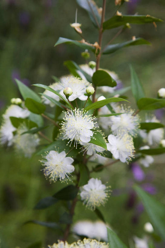 无人,竖图,室外,特写,白天,留白,美景,植物,景观,花,花瓣,白色,自然,夏天,景色,摄影,灌木,环境,自然风光,柔焦,常绿树,番樱桃,彩图,全画面,全框架,全帧,全画幅