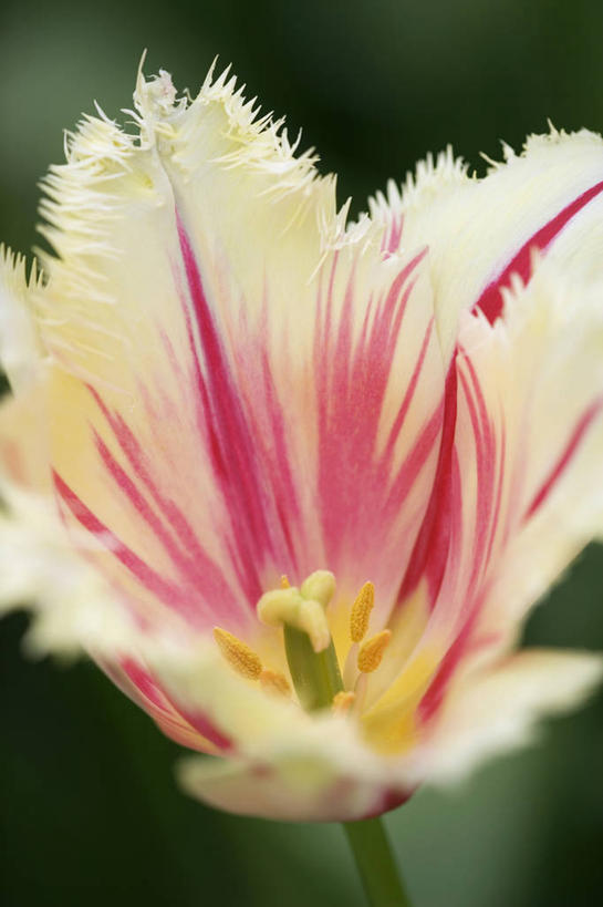 无人,竖图,室外,特写,白天,留白,美景,植物,郁金香,纺织品,条纹,盛开,景观,花边,花蕾,花,花瓣,花朵,鲜花,一朵,一个,粉色,红色,自然,春天,花苞,花蕊,景色,摄影,单个,环境,清新,自然风光,柔焦,刘海,式样,彩图,全画面,全框架,全帧,全画幅,边缘现象