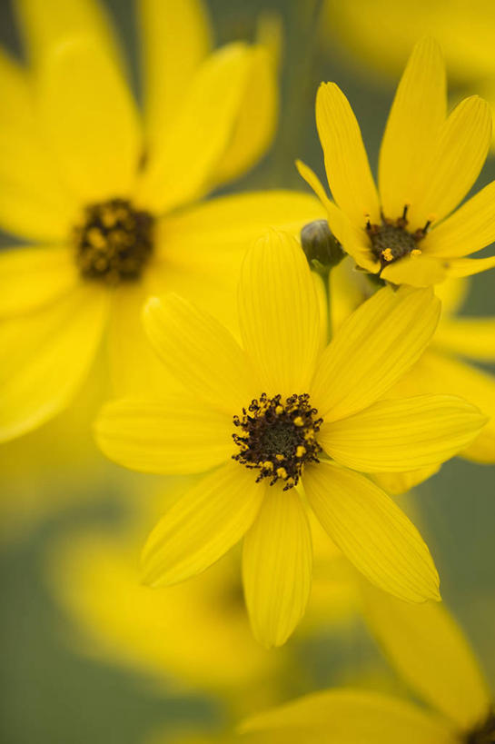无人,竖图,彩色,室外,特写,白天,留白,美景,植物,景观,花,花瓣,黄色,自然,夏天,景色,摄影,生长,五颜六色,环境,色彩斑斓,清新,自然风光,柔焦,五彩缤纷,金鸡菊,五彩斑斓,五光十色,彩图,全画面,全框架,全帧,全画幅