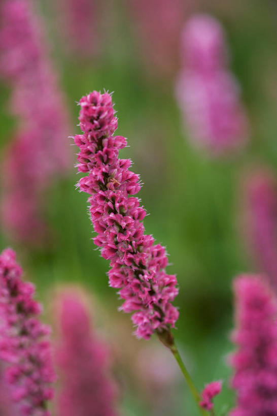 无人,竖图,彩色,室外,特写,白天,留白,美景,植物,景观,荞麦,花,花瓣,一个,粉色,绿色,自然,夏天,景色,摄影,生长,单个,成长,五颜六色,环境,色彩斑斓,清新,自然风光,柔焦,五彩缤纷,五彩斑斓,五光十色,彩图,蓼