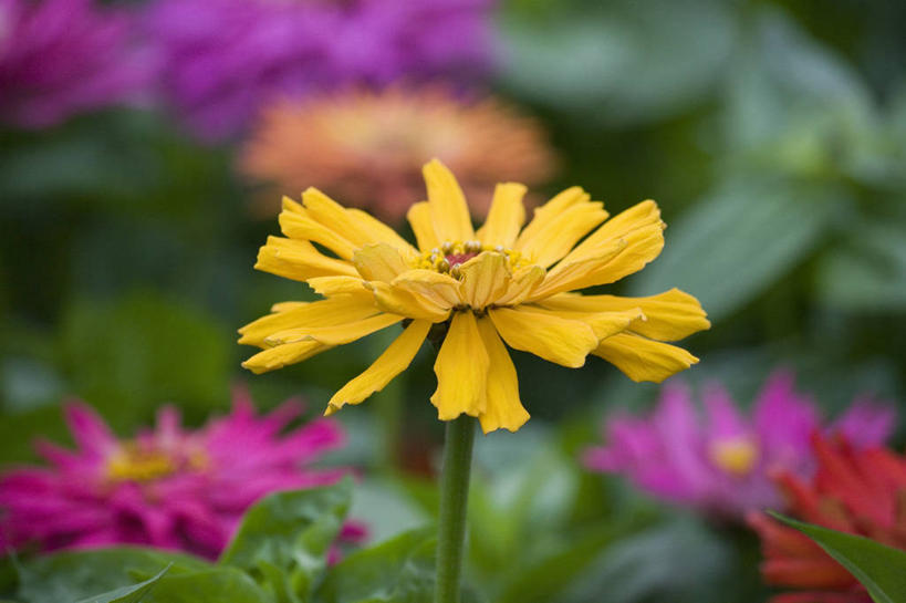 无人,横图,彩色,室外,特写,白天,留白,美景,植物,花坛,景观,鱼尾菊,花,花瓣,一个,黄色,自然,夏天,景色,摄影,单个,五颜六色,环境,色彩斑斓,清新,自然风光,柔焦,五彩缤纷,五彩斑斓,五光十色,彩图