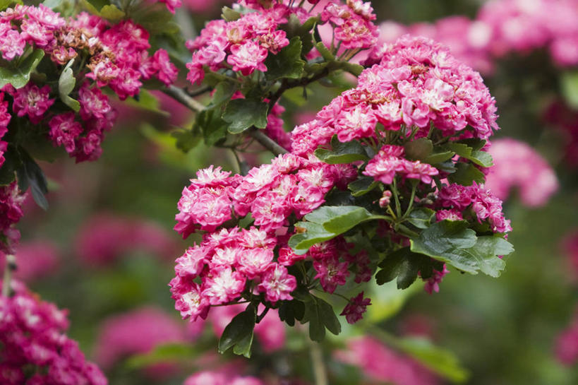 无人,横图,彩色,室外,特写,白天,美景,植物,景观,花,花瓣,花朵,粉色,自然,春天,山楂树,景色,摄影,灌木,五颜六色,环境,色彩斑斓,自然风光,五彩缤纷,落叶树,五彩斑斓,五光十色,彩图,全画面,全框架,全帧,全画幅